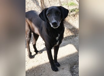 Chelion, geb. ca. 11/2018, lebt in GRIECHENLAND, im städt. Tierheim Serres