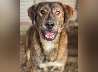 Fiyero, geb. ca. 07/2025, lebt in GRIECHENLAND, im städt. Tierheim Serres