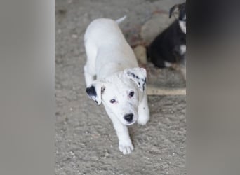 Yaspi, geb. ca. 01/2026, lebt in GRIECHENLAND, auf einer privaten Pflegestelle