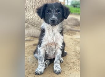 Vayla, geb. ca. 10/2025, lebt in GRIECHENLAND, auf einer privaten Pflegestelle