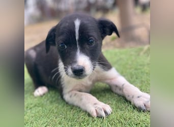 Drakon, geb. ca. 10/2025, lebt in GRIECHENLAND, auf einer privaten Pflegestelle