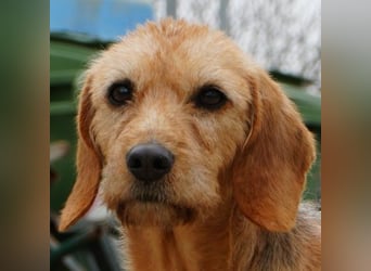 Tharu, geb. ca. 01/2024, lebt in GRIECHENLAND, im städt. Tierheim Serres, Vermittlungshilfe