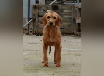 Tharu, geb. ca. 01/2024, lebt in GRIECHENLAND, im städt. Tierheim Serres, Vermittlungshilfe