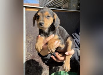 Loxana, geb. 12/2025, lebt in GRIECHENLAND, auf einer privaten Pflegestelle