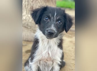 Vayla, geb. ca. 10/2025, lebt in GRIECHENLAND, auf einer privaten Pflegestelle