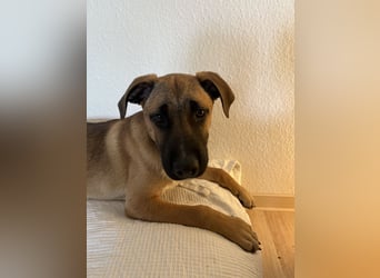 Dickie, geb. ca. 11/2025, lebt bei einer Familie in 46236 Bottrop