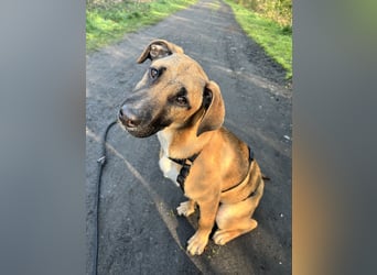 Dickie, geb. ca. 11/2025, lebt bei einer Familie in 46236 Bottrop