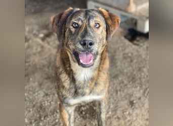 Fiyero, geb. ca. 07/2025, lebt in GRIECHENLAND, im städt. Tierheim Serres