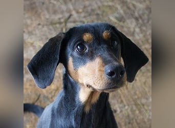 Frida, geb. ca. 01/2025, lebt in GRIECHENLAND, auf einer privaten Pflegestelle