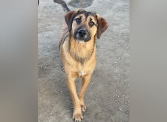 Maverick, geb. ca. 07/2025, lebt in GRIECHENLAND, im städt. Tierheim Serres