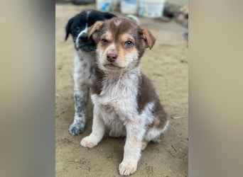 Krysante, geb. ca. 10/2025, lebt in GRIECHENLAND, auf einer privaten Pflegestelle