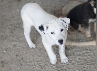 Yaspi, geb. ca. 01/2026, lebt in GRIECHENLAND, auf einer privaten Pflegestelle