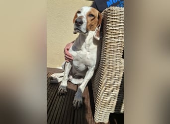 Zack, geb. ca. 10/2022, lebt auf einer Pflegestelle in 23556 Lübeck