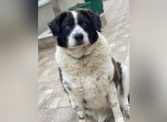 Linda, geb. ca. 09/2015, lebt in GRIECHENLAND, auf einer privaten Pflegestelle