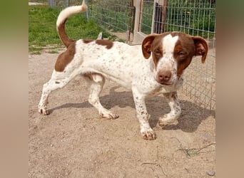 Titus geb. ca. 04/2025, lebt in GRIECHENLAND, auf einer privaten Pflegestelle