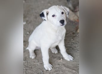 Yaspi, geb. ca. 01/2026, lebt in GRIECHENLAND, auf einer privaten Pflegestelle