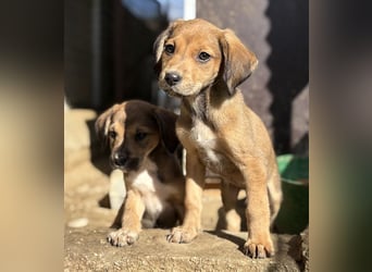 Lorex, geb. ca. 12/2025, lebt in GRIECHENLAND, auf einer privaten Pflegestelle