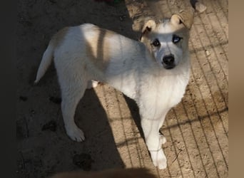 Maple, geb. ca. 12/2025, lebt auf einer Pflegestelle in 52531 Übach-Palenberg