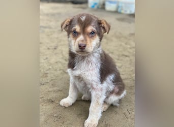 Krysante, geb. ca. 10/2025, lebt in GRIECHENLAND, auf einer privaten Pflegestelle