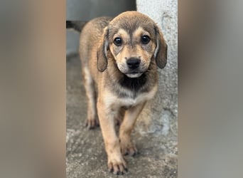 Lotte, geb. ca. 05/2026, lebt in GRIECHENLAND, im städt. Tierheim Serres