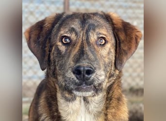 Fiyero, geb. ca. 07/2025, lebt in GRIECHENLAND, im städt. Tierheim Serres