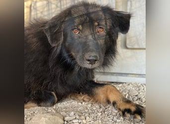 Kayra, geb. ca. 09/2018, lebt in GRIECHENLAND, im städt. Tierheim Serres