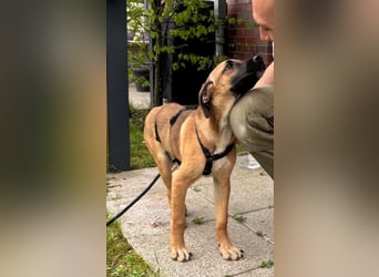 Dickie, geb. ca. 11/2025, lebt bei einer Familie in 46236 Bottrop