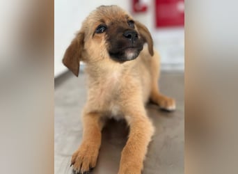 Ronja, geb. ca. 04/2026, lebt in GRIECHENLAND, auf einer privaten Pflegestelle