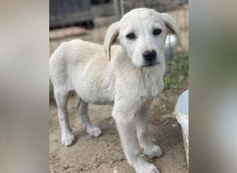 Mochina, geb. ca. 01/2026, lebt in GRIECHENLAND, auf einer privaten Pflegestelle