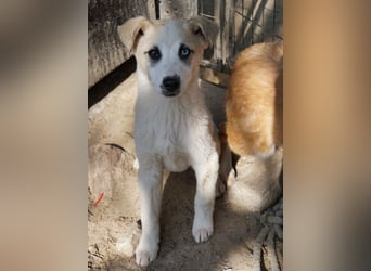 Maple, geb. ca. 12/2025, lebt auf einer Pflegestelle in 52531 Übach-Palenberg