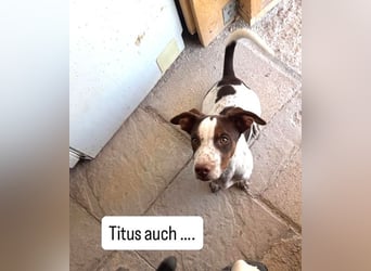 Titus geb. ca. 04/2025, lebt in GRIECHENLAND, auf einer privaten Pflegestelle