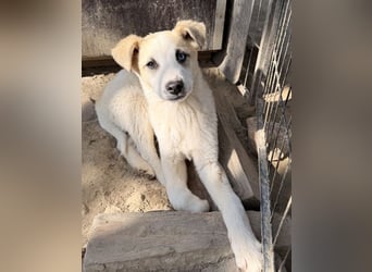 Maple, geb. ca. 12/2025, lebt auf einer Pflegestelle in 52531 Übach-Palenberg