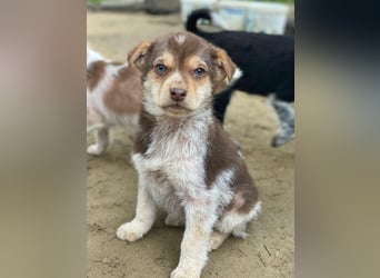 Krysante, geb. ca. 10/2025, lebt in GRIECHENLAND, auf einer privaten Pflegestelle