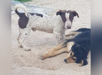 Titus geb. ca. 04/2025, lebt in GRIECHENLAND, auf einer privaten Pflegestelle