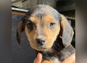 Loxana, geb. 12/2025, lebt in GRIECHENLAND, auf einer privaten Pflegestelle