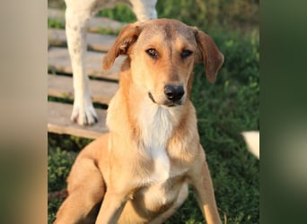 Henning, geb. ca. 12/2023, lebt in GRIECHENLAND, im städt. Tierheim Serres