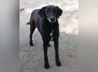 Chelion, geb. ca. 11/2018, lebt in GRIECHENLAND, im städt. Tierheim Serres