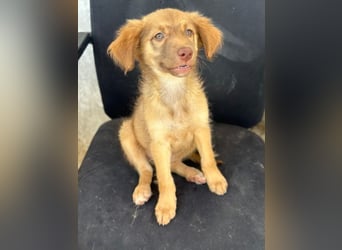 Barbara, geb. ca. 04/2026, lebt in GRIECHENLAND, im städt. Tierheim Serres