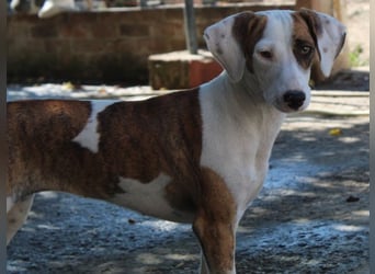 Nivara, geb. ca. 11/2024, lebt in GRIECHENLAND, auf einer privaten Pflegestelle