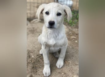 Mochina, geb. ca. 01/2026, lebt in GRIECHENLAND, auf einer privaten Pflegestelle