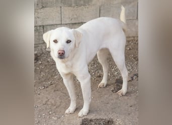 Gianna, geb. ca. 02/2022, lebt in GRIECHENLAND, im städt. Tierheim Serres