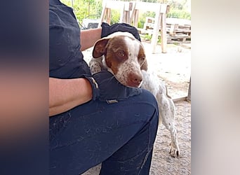 Titus geb. ca. 04/2025, lebt in GRIECHENLAND, auf einer privaten Pflegestelle