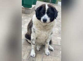 Linda, geb. ca. 09/2015, lebt in GRIECHENLAND, auf einer privaten Pflegestelle