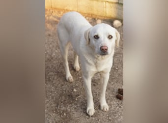 Gianna, geb. ca. 02/2022, lebt in GRIECHENLAND, im städt. Tierheim Serres