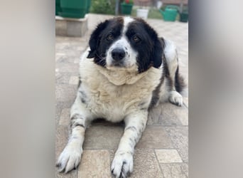 Linda, geb. ca. 09/2015, lebt in GRIECHENLAND, auf einer privaten Pflegestelle