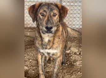 Fiyero, geb. ca. 07/2025, lebt in GRIECHENLAND, im städt. Tierheim Serres