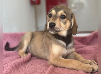 Lotte, geb. ca. 05/2026, lebt in GRIECHENLAND, im städt. Tierheim Serres