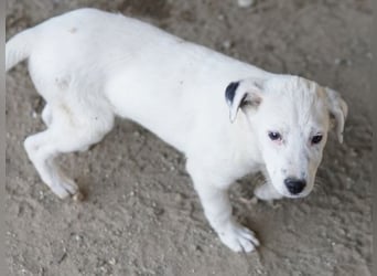 Yaspi, geb. ca. 01/2026, lebt in GRIECHENLAND, auf einer privaten Pflegestelle