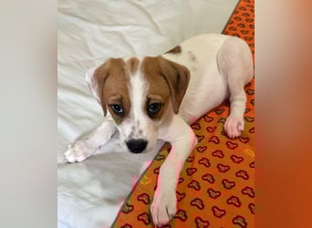 Sprite, geb. ca. 11/2025, lebt in GRIECHENLAND, auf einer privaten Pflegestelle