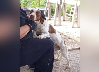 Titus geb. ca. 04/2025, lebt in GRIECHENLAND, auf einer privaten Pflegestelle